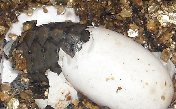 DachMoschusschildkröte Sternotherus carinatus